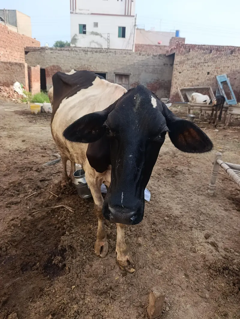 Cow For Sale — photo 3