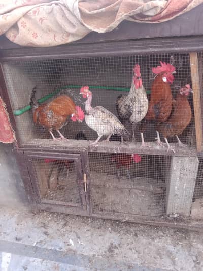 murga and murgi