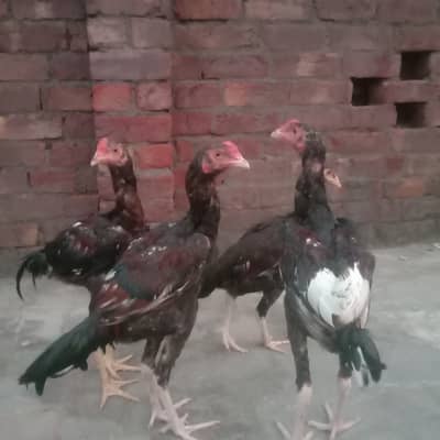 Aseel murgha 1 pair 3murgha total 5. Rupees 35000