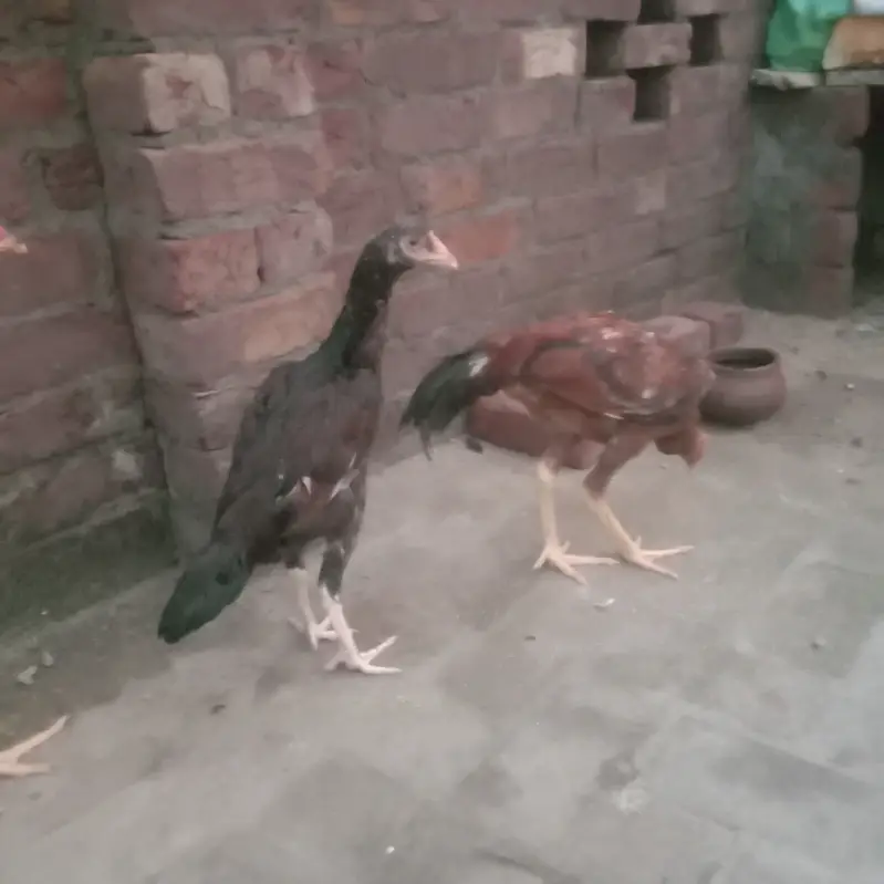 Aseel murgha 1 pair 3murgha total 5. Rupees 35000 — photo 3