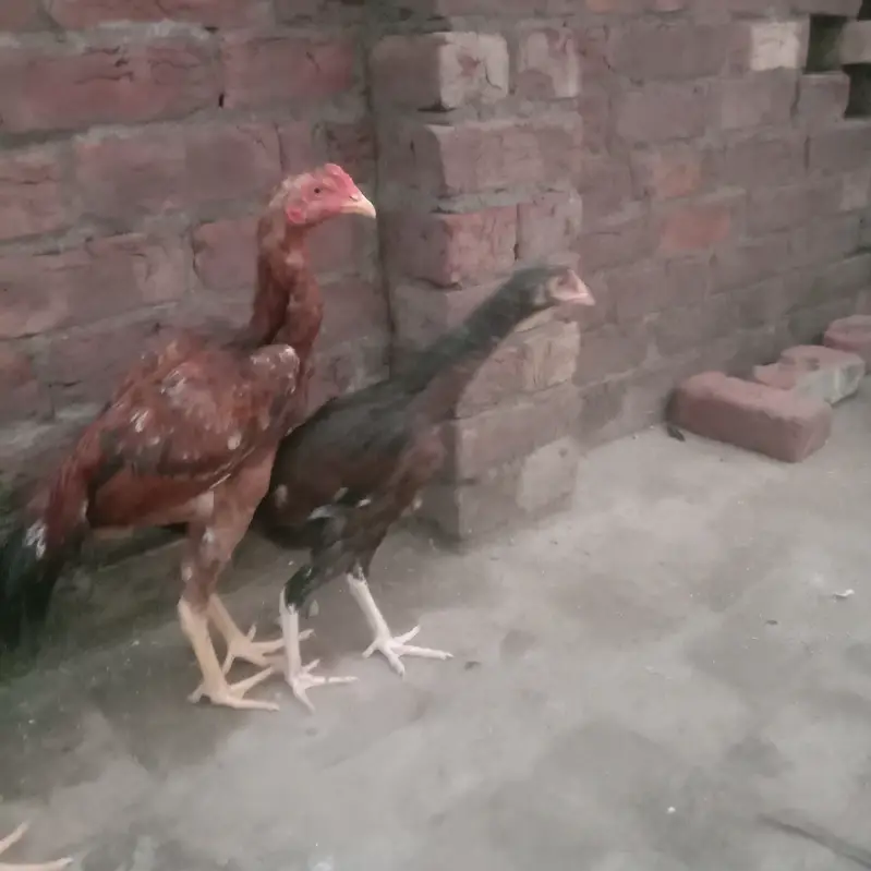 Aseel murgha 1 pair 3murgha total 5. Rupees 35000 — photo 4