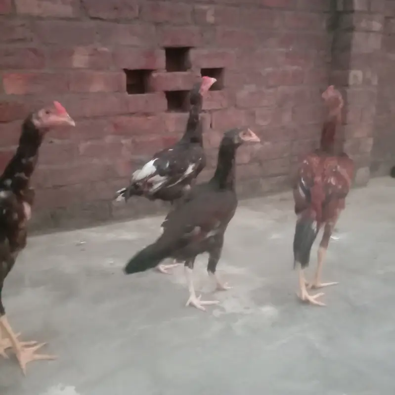 Aseel murgha 1 pair 3murgha total 5. Rupees 35000 — photo 5