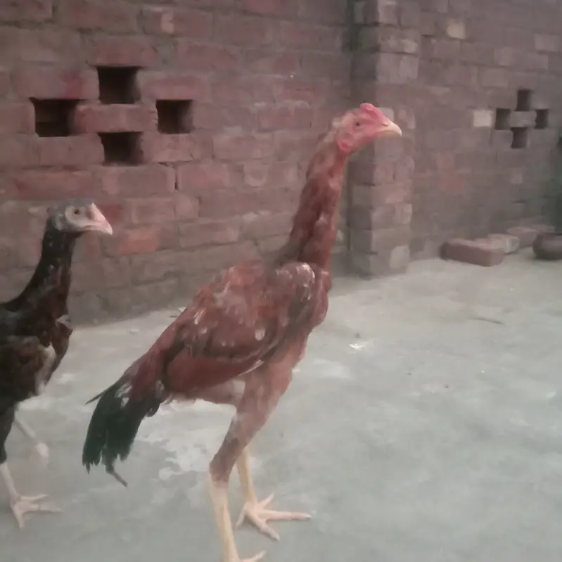 Aseel murgha 1 pair 3murgha total 5. Rupees 35000 — photo 6