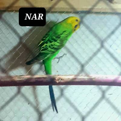 Astralliian budgies for sale jis bhai ko problem ha dscription dakhoo