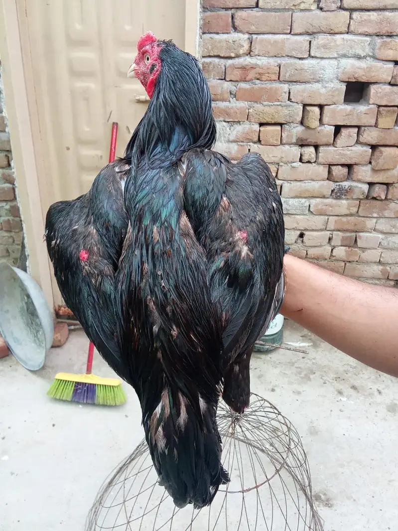 high quality brids — photo 2