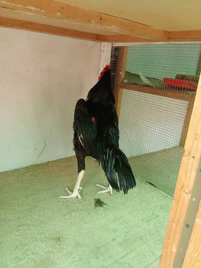 high quality brids