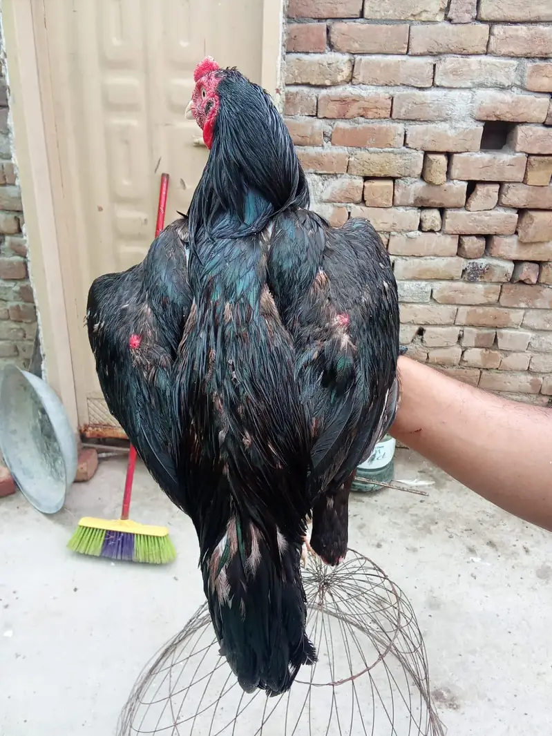 high quality brids — photo 3