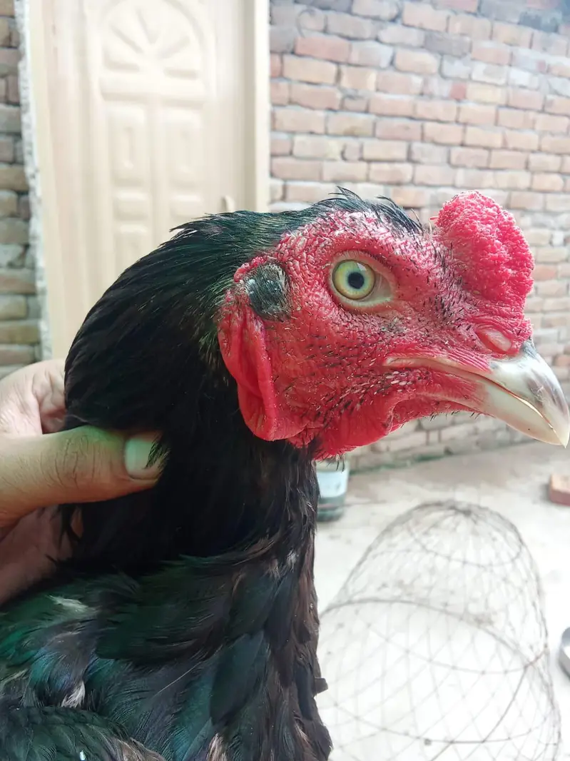 high quality brids — photo 4
