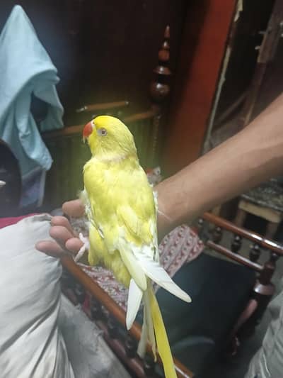 yellow ringnack