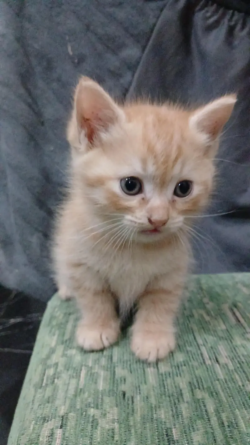 parshian kitten  male and female  2 mah — photo 2