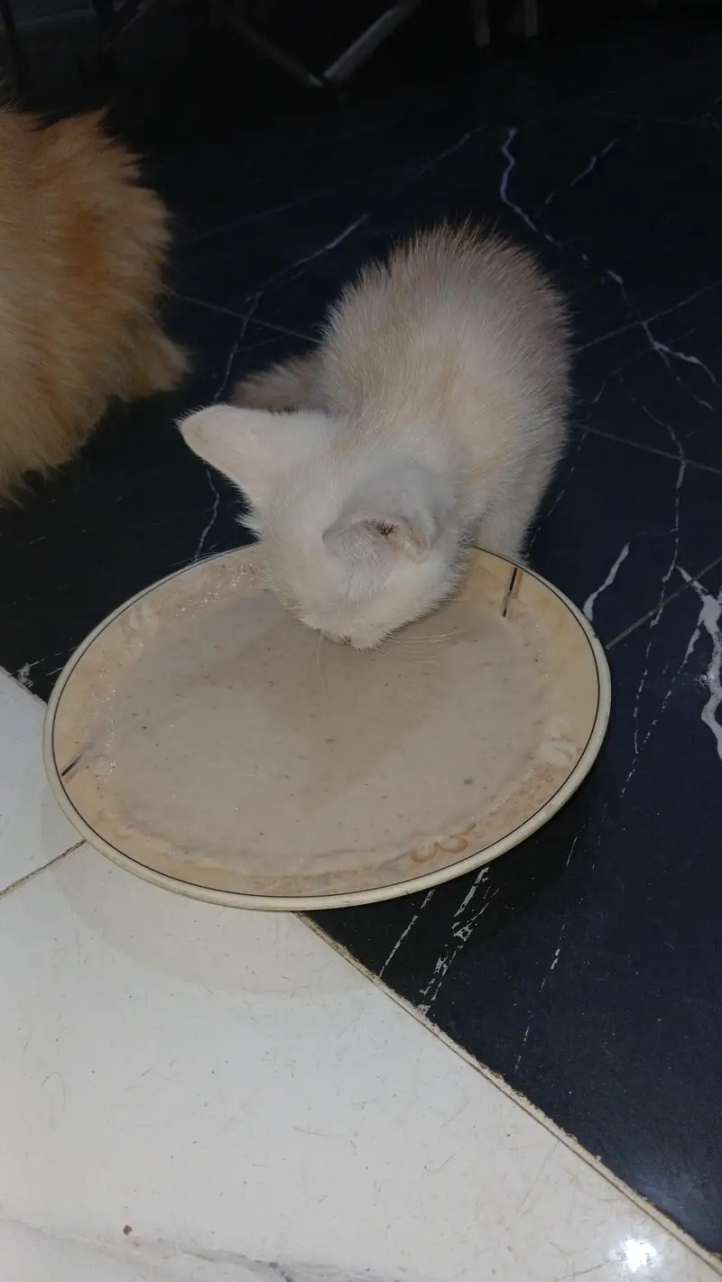 parshian kitten  male and female  2 mah — photo 3