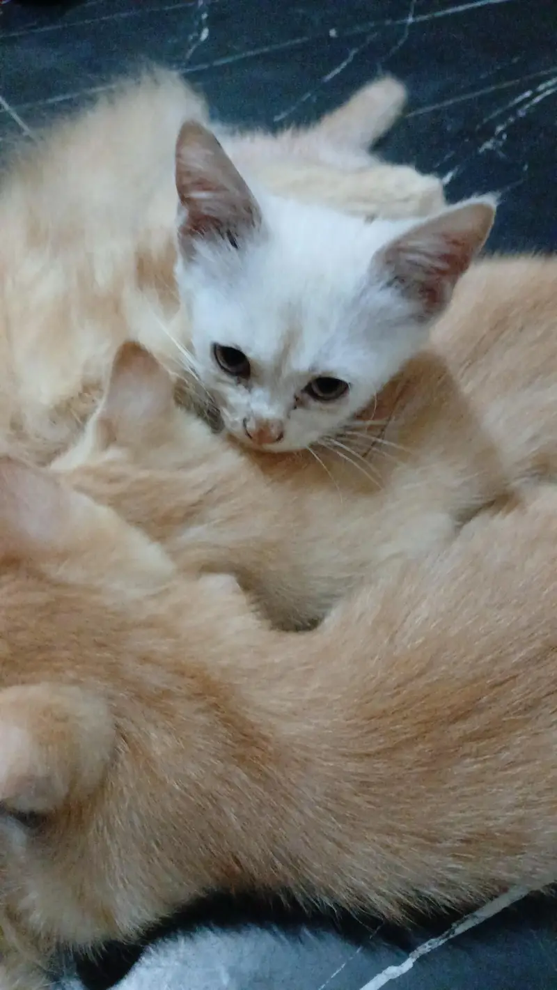 parshian kitten  male and female  2 mah — photo 4