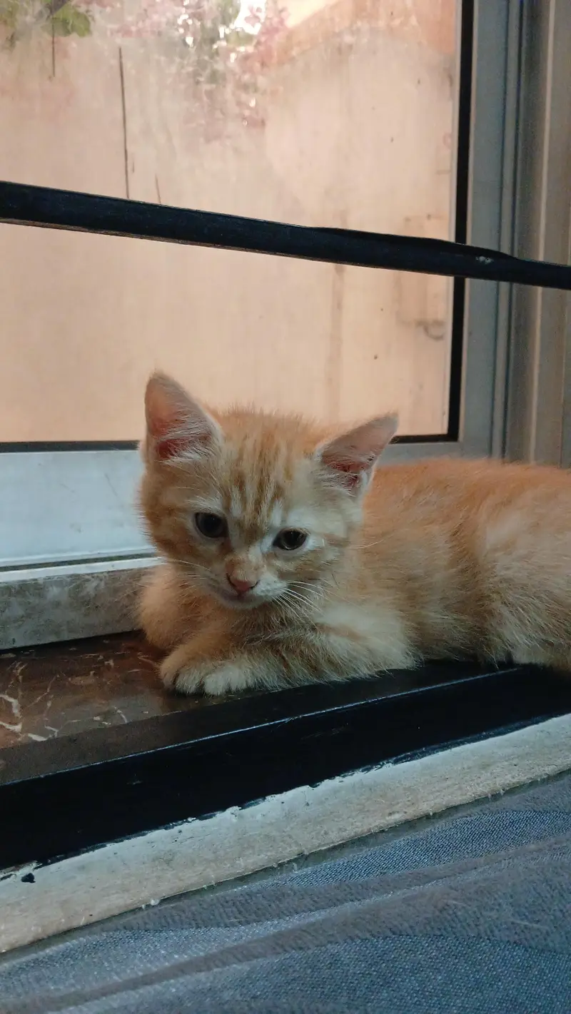 parshian kitten  male and female  2 mah — photo 5