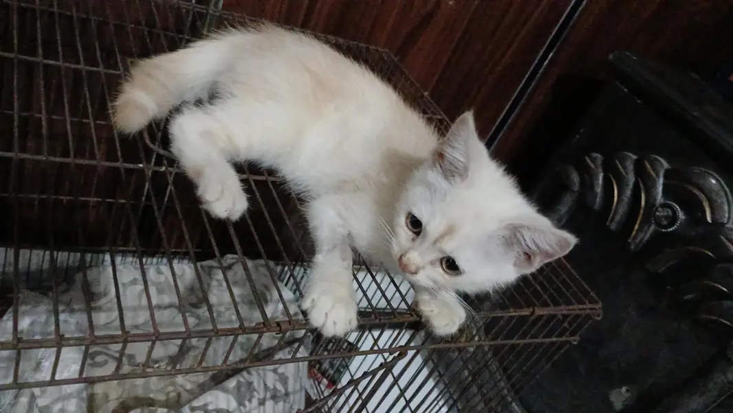 parshian kitten  male and female  2 mah — photo 6