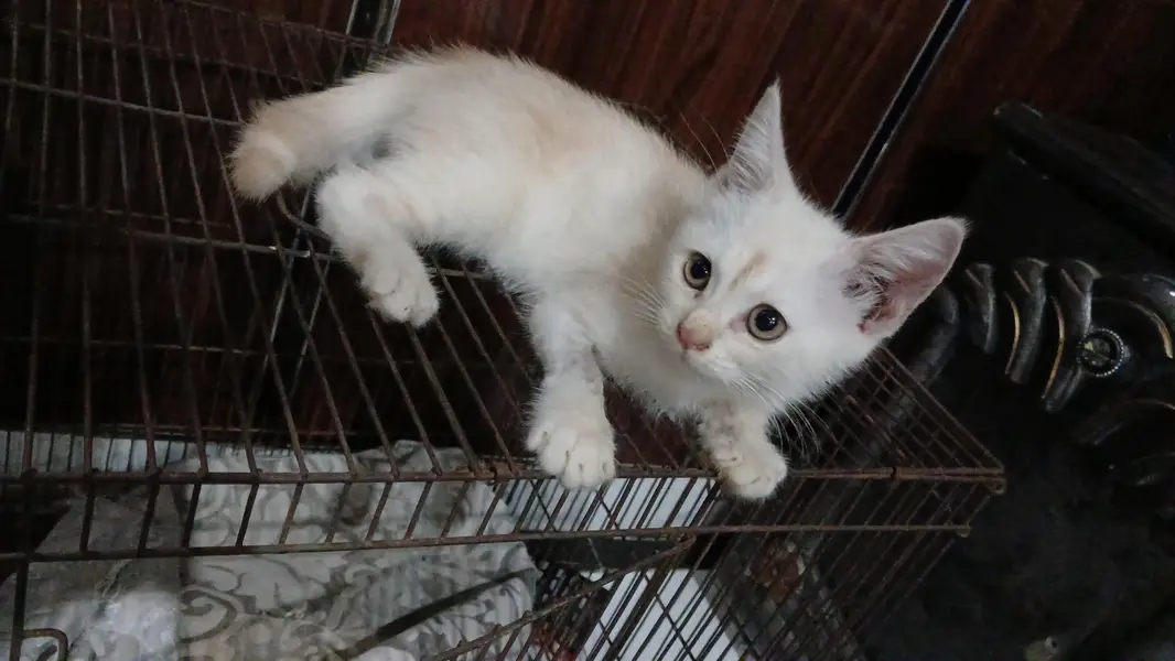 parshian kitten  male and female  2 mah — photo 7