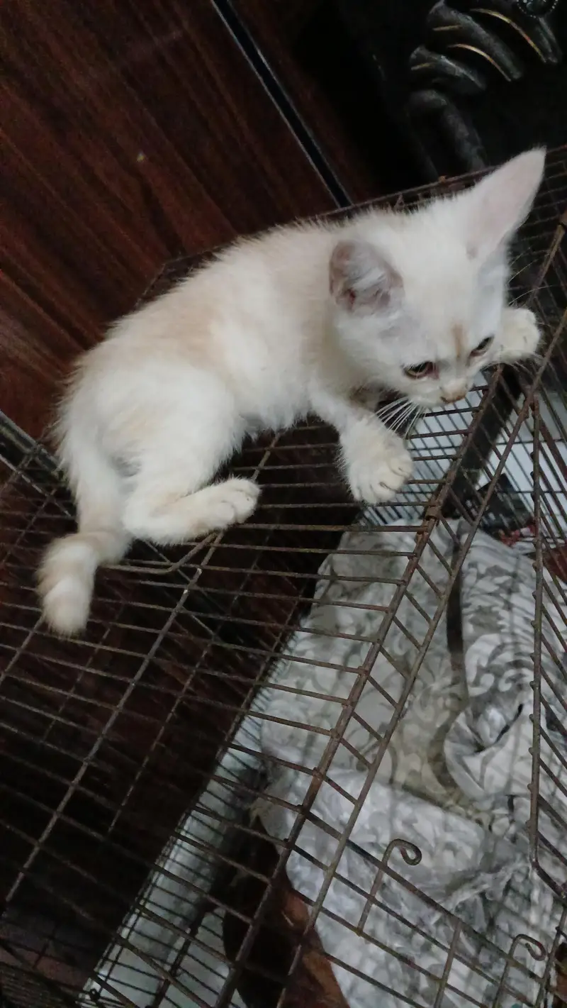 parshian kitten  male and female  2 mah — photo 8