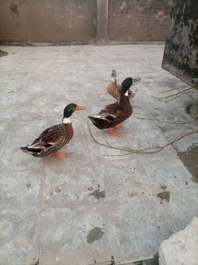 3 Ducks