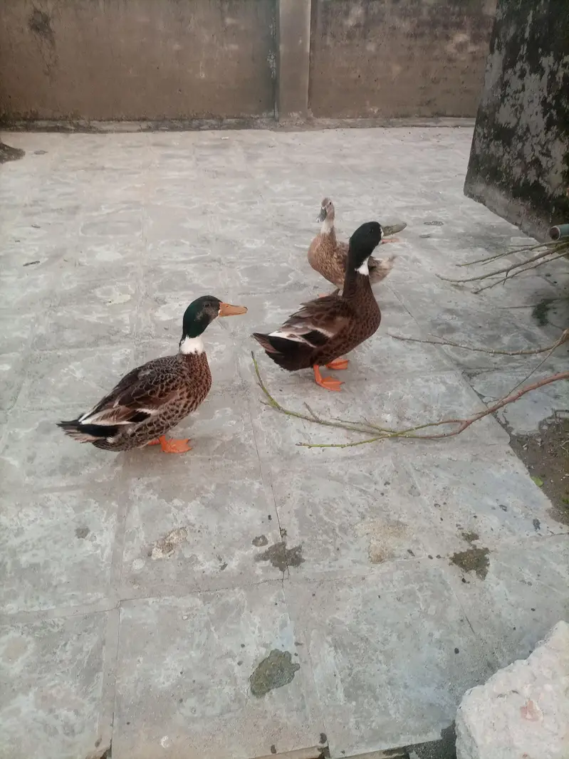 3 Ducks