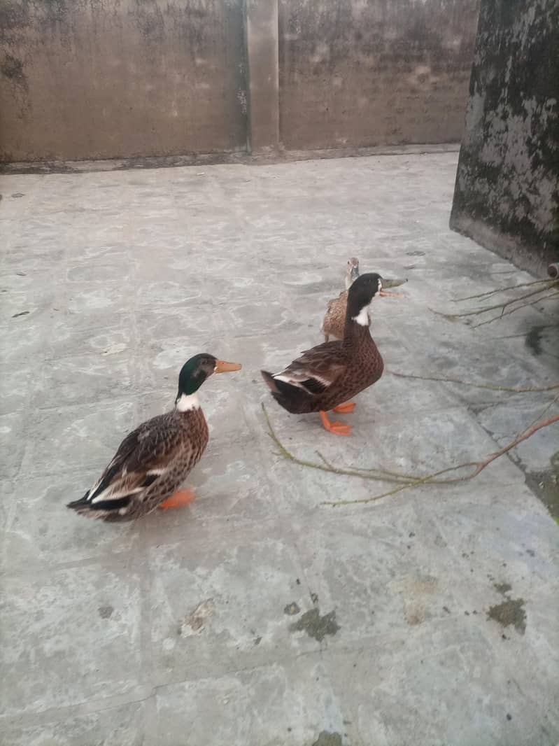 3 Ducks 1