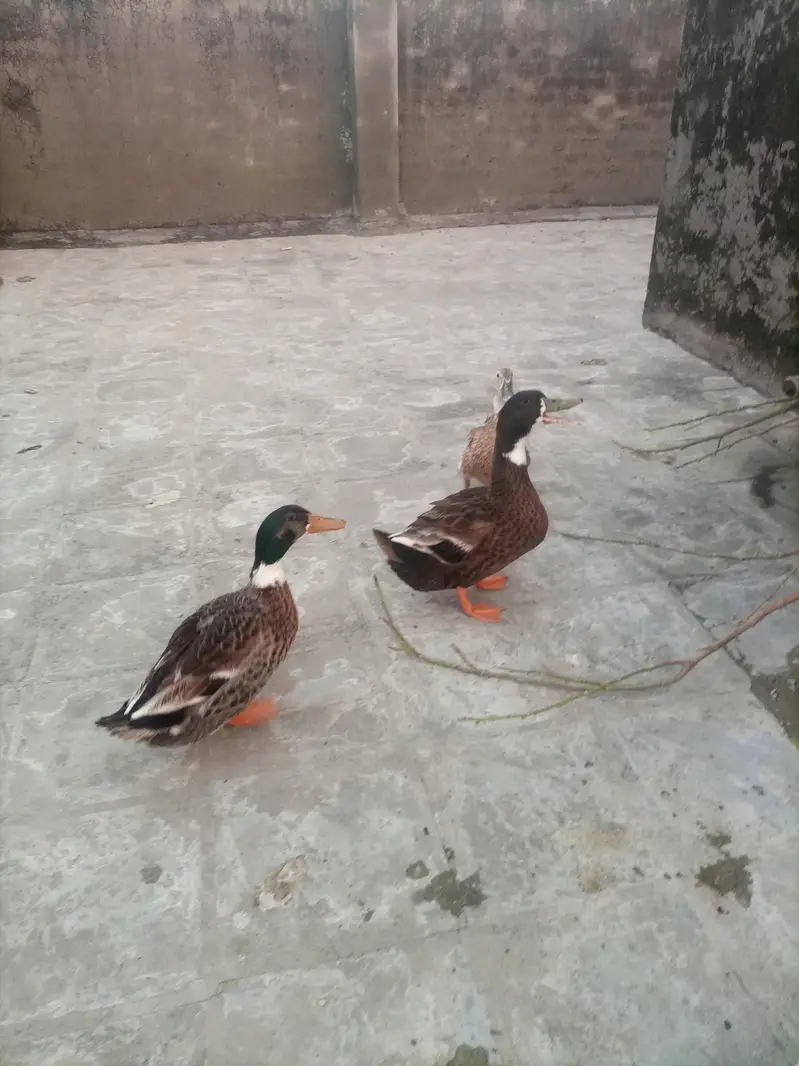 3 Ducks — photo 2