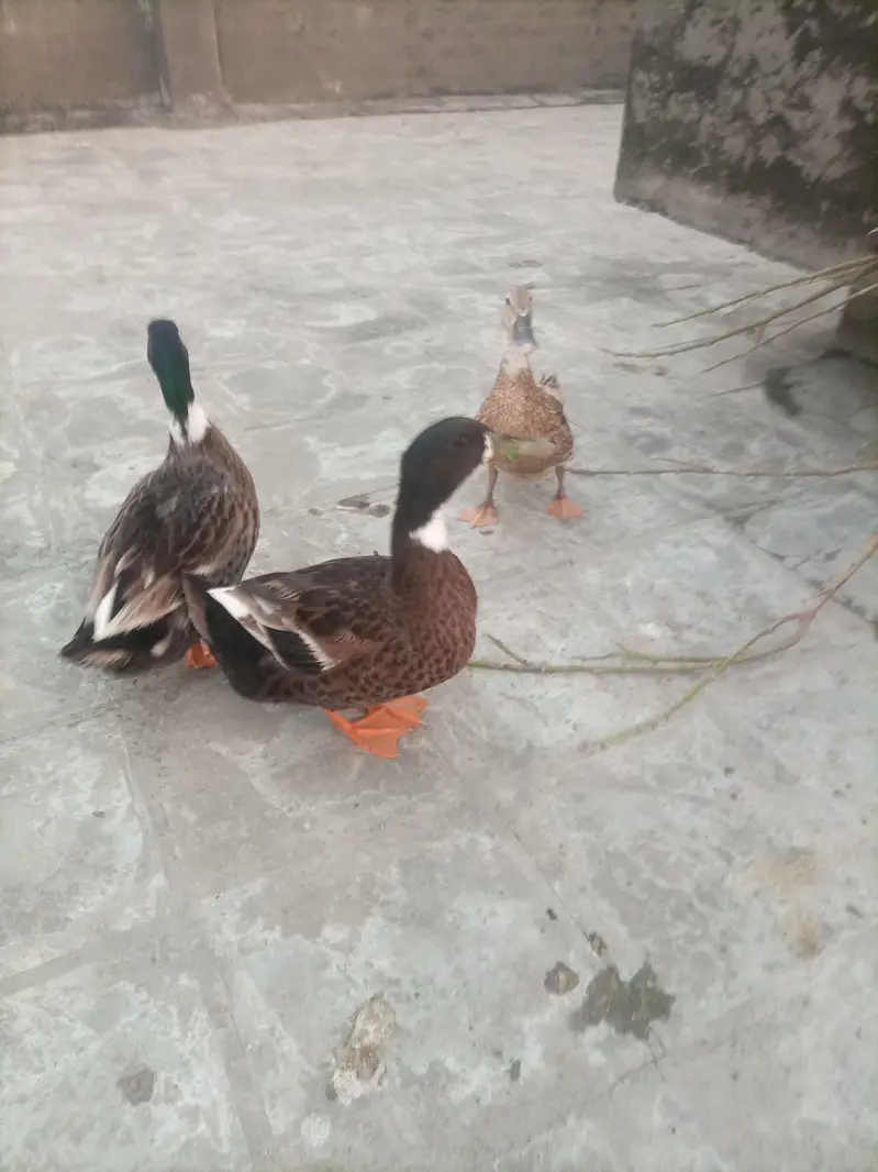 3 Ducks — photo 3