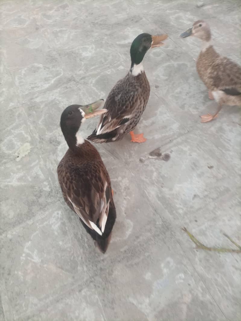 3 Ducks 3
