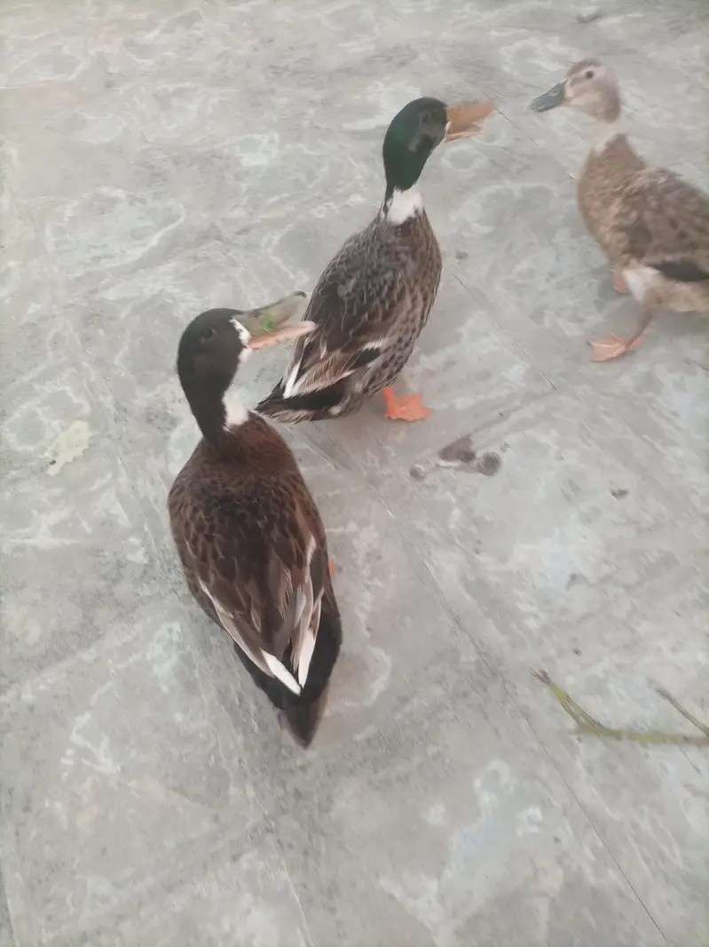 3 Ducks — photo 4