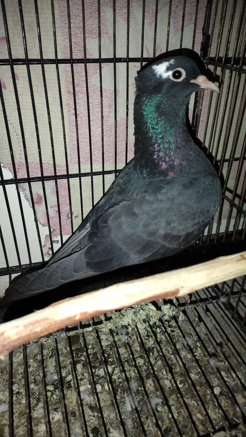 pigan 0