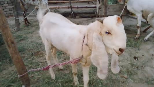 peela kaka cheena bakra