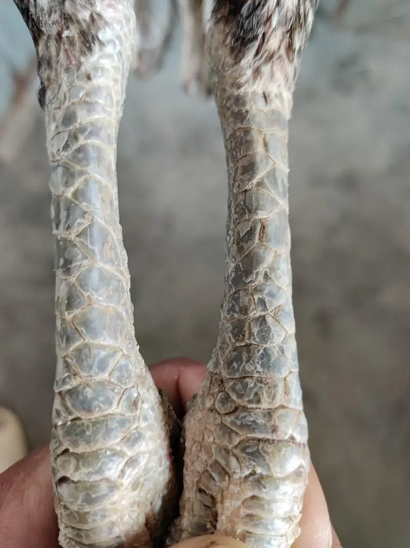thai aseel — photo 5