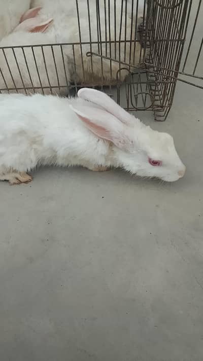 Beautiful Rabbits for sale