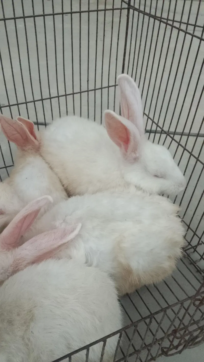 Beautiful Rabbits for sale — photo 2