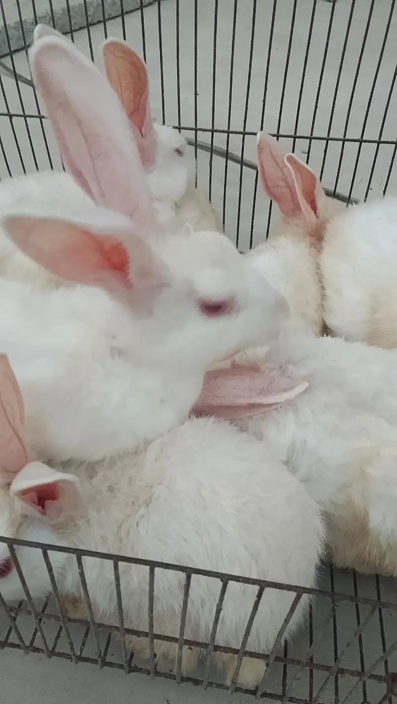 Beautiful Rabbits for sale — photo 3