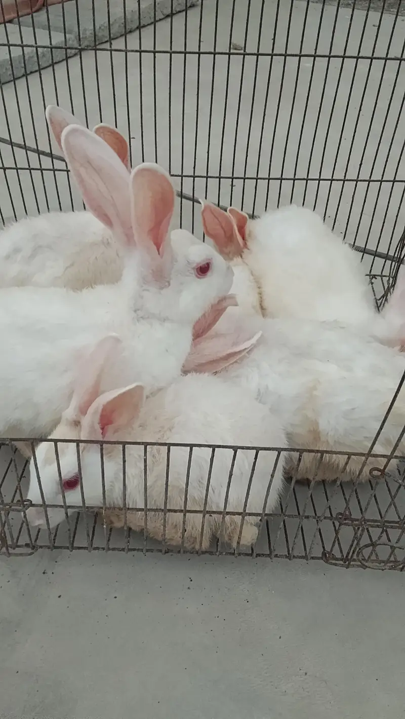 Beautiful Rabbits for sale — photo 4