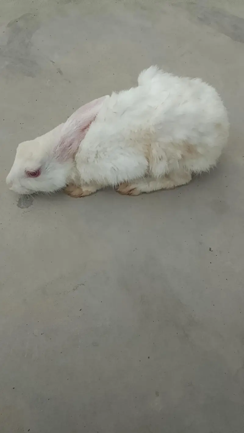 Beautiful Rabbits for sale — photo 5