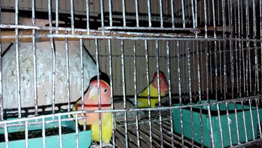 love bird