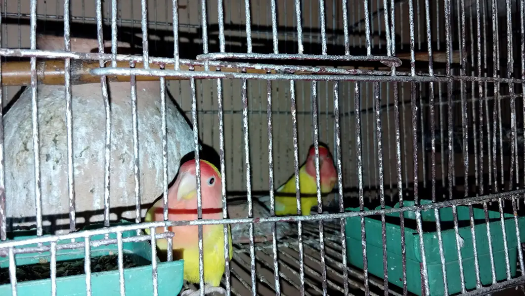 love bird