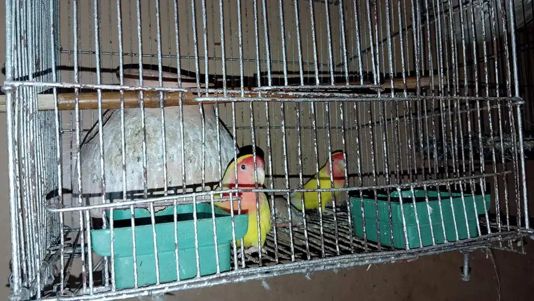 love bird — photo 2