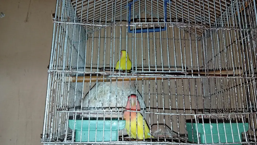 love bird — photo 3