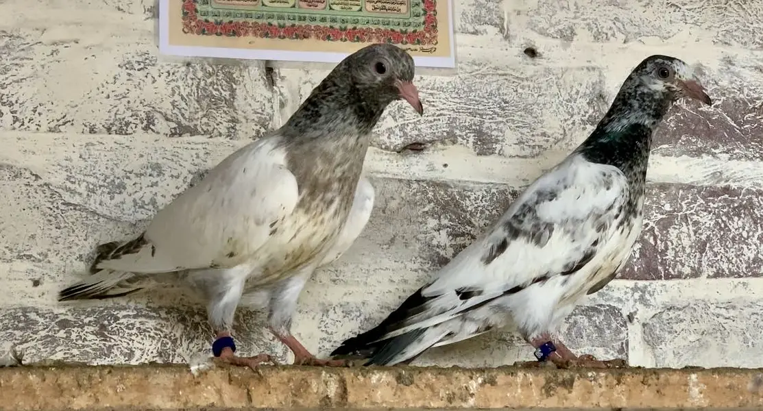 BREADER PAIR /BACHY — photo 6