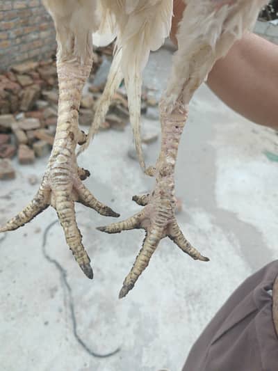 Hira nasal 2 murgia or 1 murga ha urgent sell Karna ha serious Byer