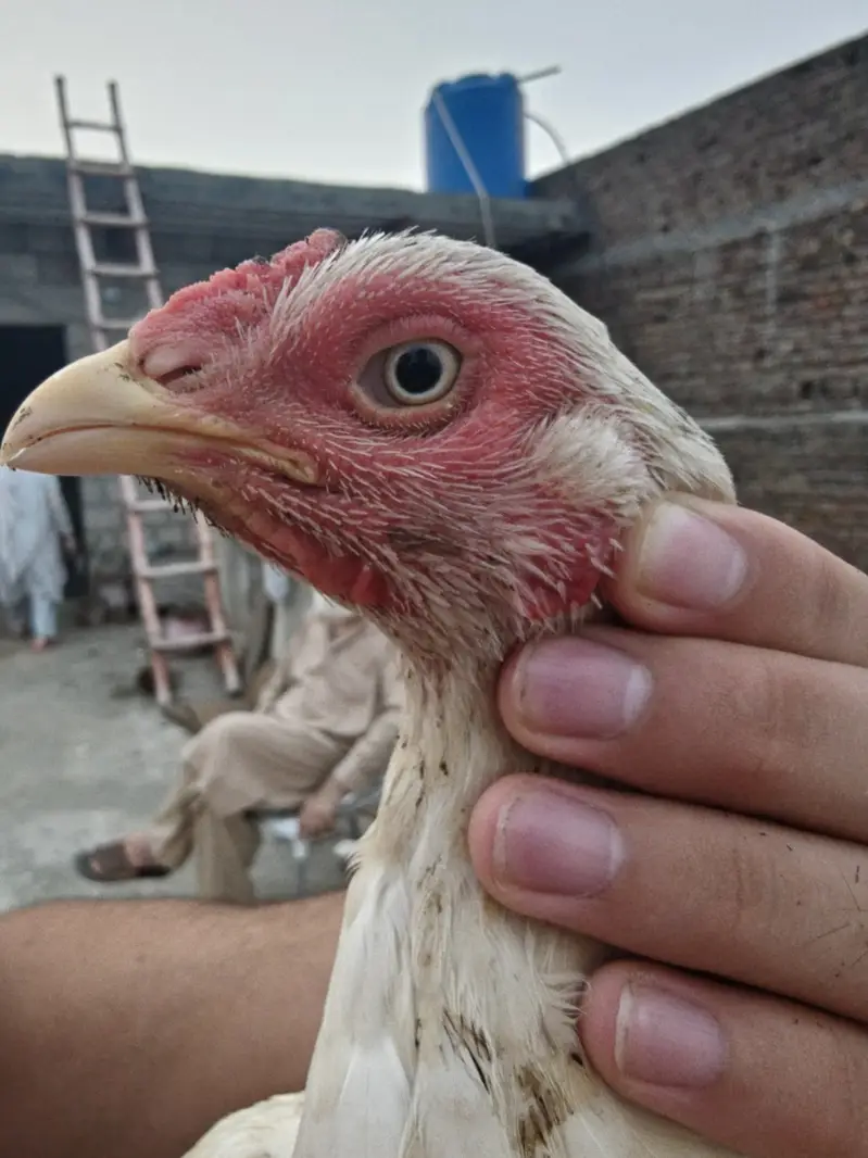 Hira nasal 2 murgia or 1 murga ha urgent sell Karna ha serious Byer — photo 4