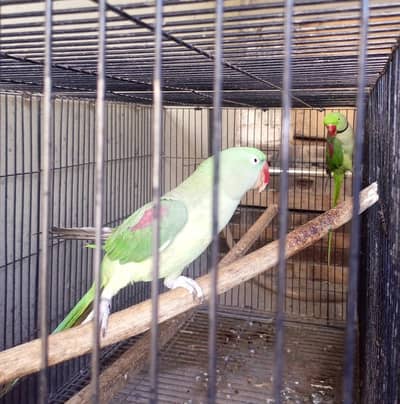 Hand tamed Talking Alexenderine parrot pair
