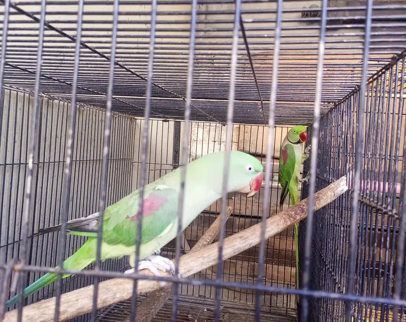 Alexenderine parrot pair — photo 2