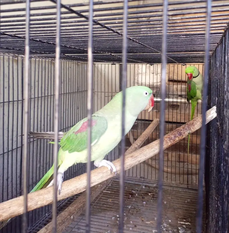 Alexenderine parrot pair — photo 3