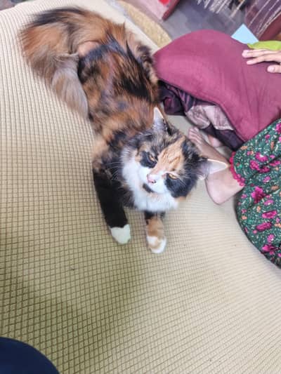 Persian cat goldan clour