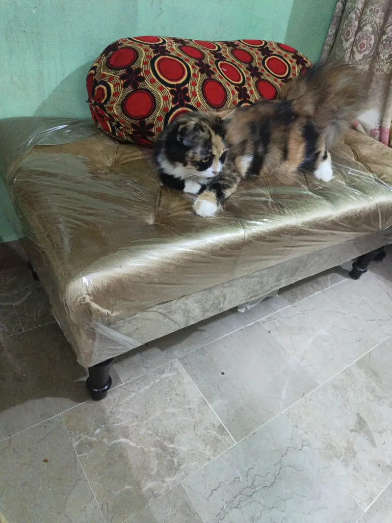 Persian cat goldan clour — photo 2