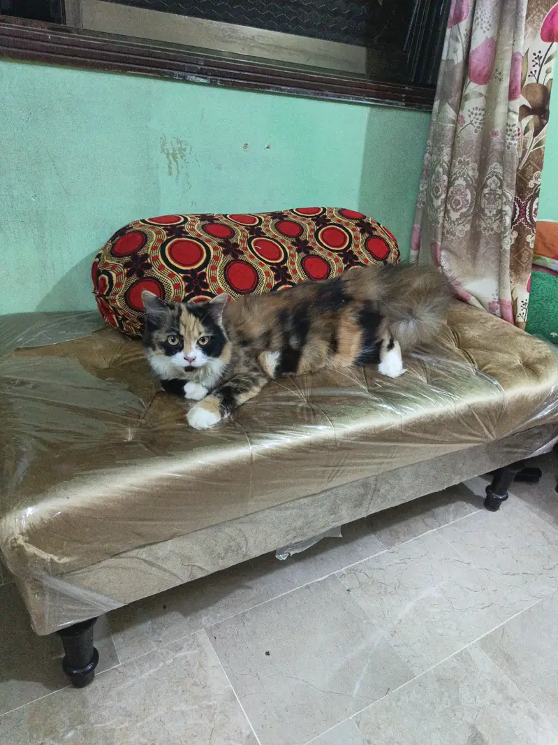 Persian cat goldan clour — photo 3