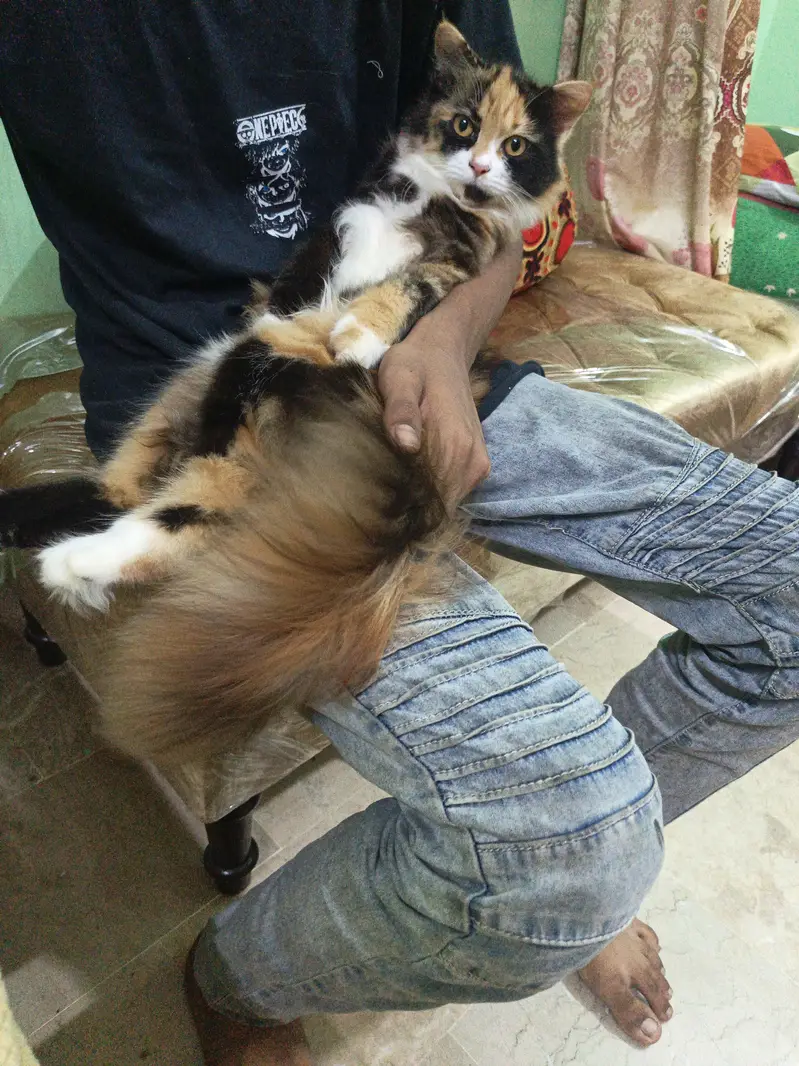 Persian cat goldan clour — photo 4