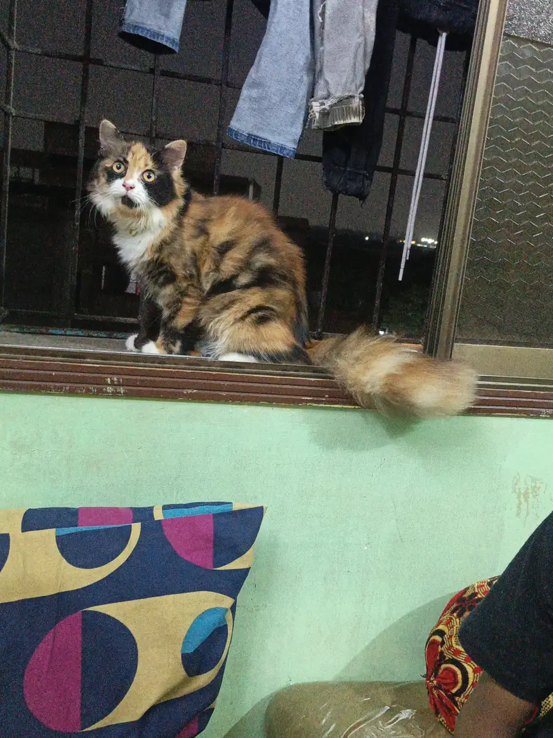 Persian cat goldan clour — photo 5